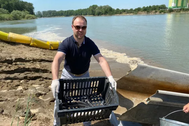 2300 особей краснокнижных осетровых выпустили в реку Кубань 