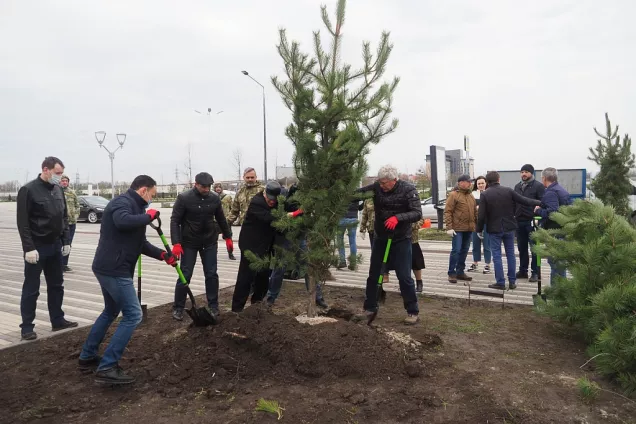 Депутаты и сотрудники аппарата донского парламента высадили сосны у «Ростов-Арены»