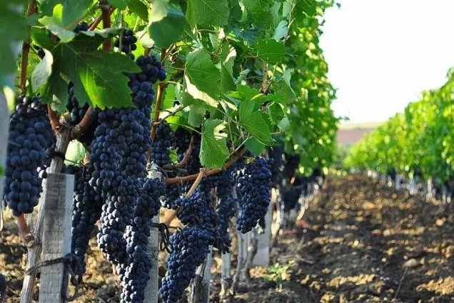 Законодатели Кубани предлагают установление самостоятельного вида  земель - «виноградарство»