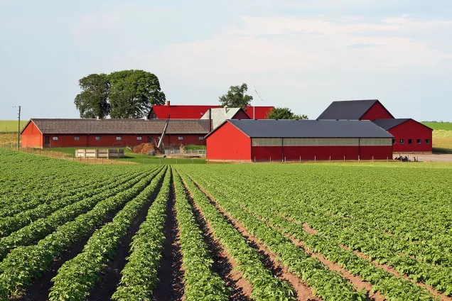 Фермерам могут разрешить продавать продукцию прямо на своих участках !