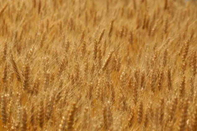 Парламентский комитет по аграрной политике поддержал законопроект об областном бюджете