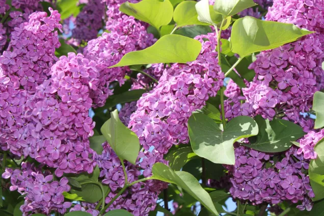 Какие законы вступают в силу в мае