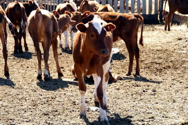 Региональные парламентарии обсуждают вопросы укрепления племенной базы животноводства