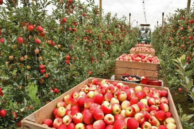 В Краснодарском крае могут упростить процедуру страхования урожая садов