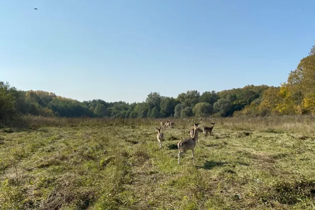В Горячем Ключе в дикую природу выпустили 24 особи лани европейской
