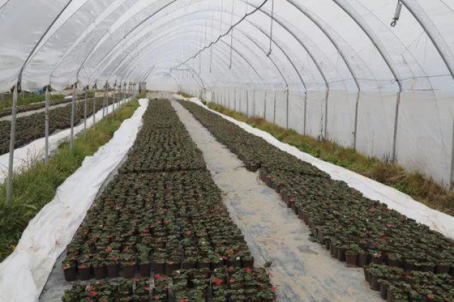 Владимир Константинов посетил тепличные комплексы по выращиванию ягод и овощей Бахчисарайского района