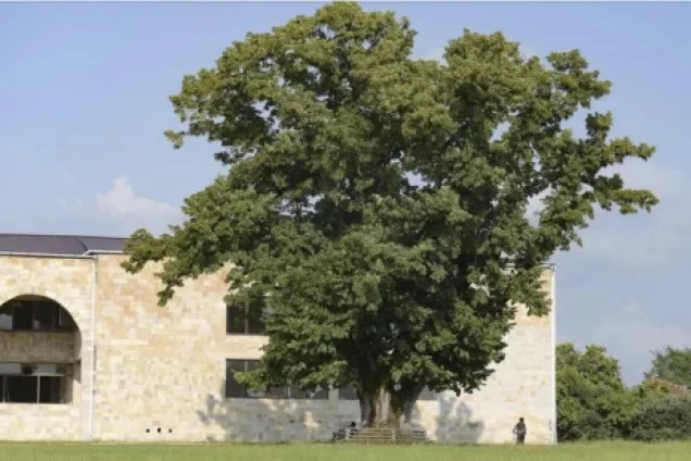 Депутаты Абхазии сделали заявление в связи с актом вандализма на поляне «Лыхнашта»