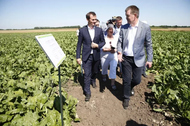 Кубанские селекционеры представили на «Дне поля» новые сорта агрокультур