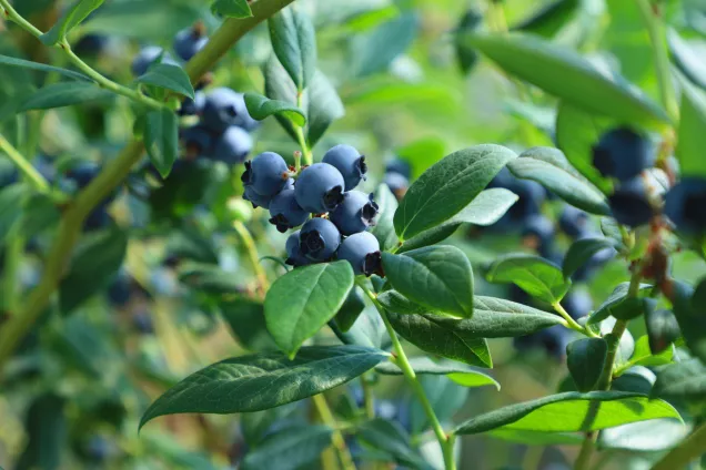 Ю.Бурлачко в Telegram прокомментировал  изменения в законах, которые будут значимы для  Кубани