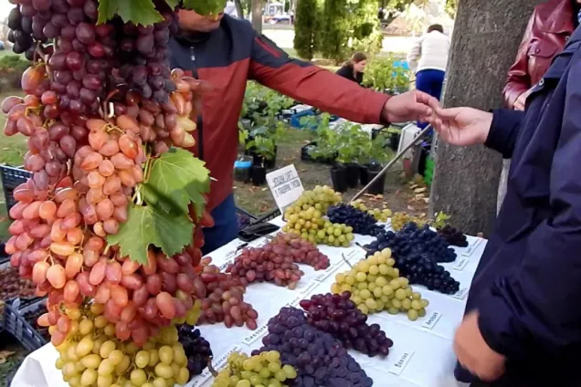 Сириусу быть!