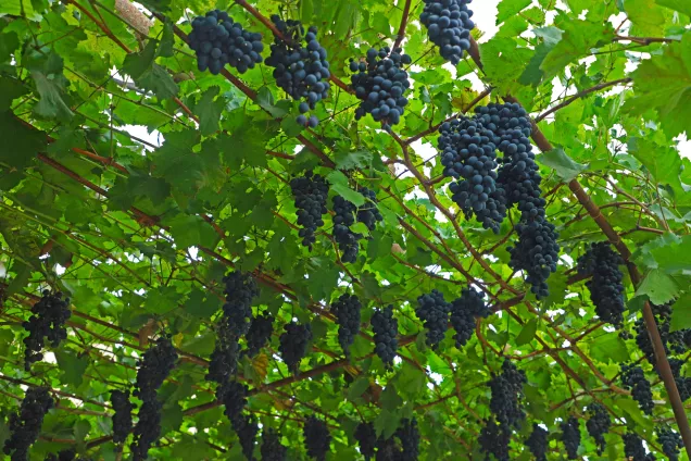 Юрий Бурлачко рассказал о необходимости закрепления в правовом поле страны понятия «клон» винограда