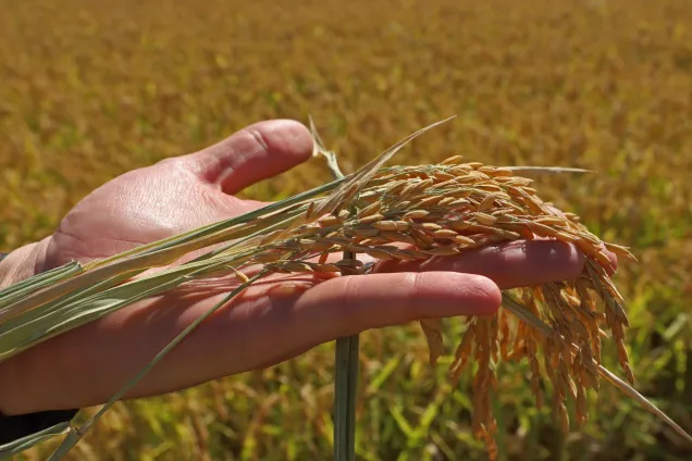 Спикер кубанского парламента Ю.Бурлачко прокомментировал  вступление в силу краевого закона о семеноводстве