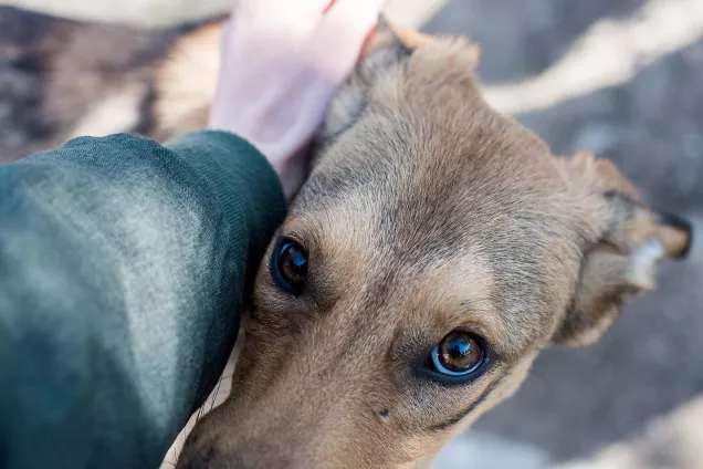 Законодатели Астраханской области считают,  что необходимо установить ответственность для нерадивых владельцев домашних животных