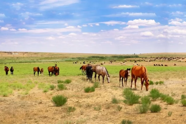 5 июля в России отмечается День Республики Калмыкия