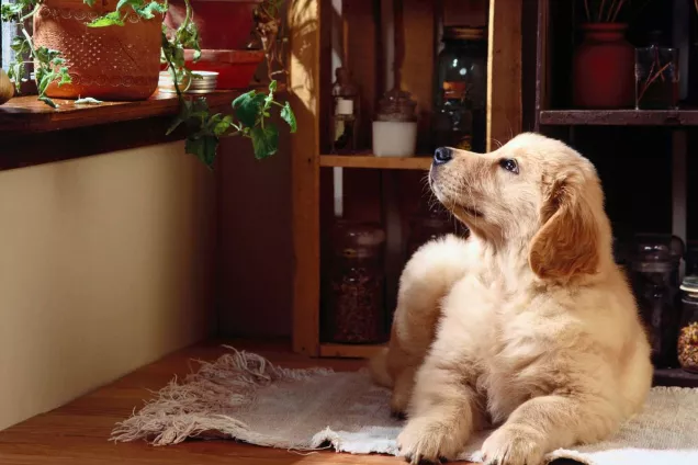 Законодатели Астрахани провели парламентский контроль закона об обращении с бездомными животными