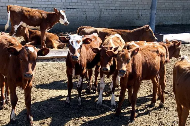 В ходе межпарламентского диалога рассмотрены правовые аспекты поддержки племенного животноводства