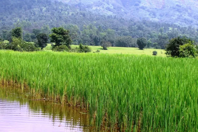 Развитие рисоводства на Кубани в условиях дефицита воды стало темой совместного заседания комитетов