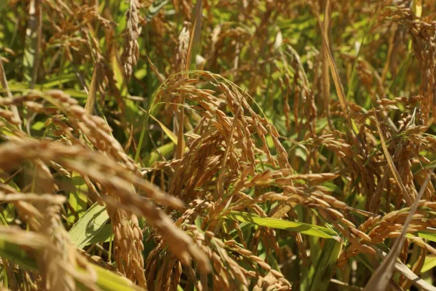 Юрий Бурлачко прокомментировал  установку квоты на вывоз риса-сырца за пределы Евразийского экономического союза