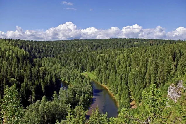 Для борьбы с «черными лесорубами»  введут электронную систему учета древесины