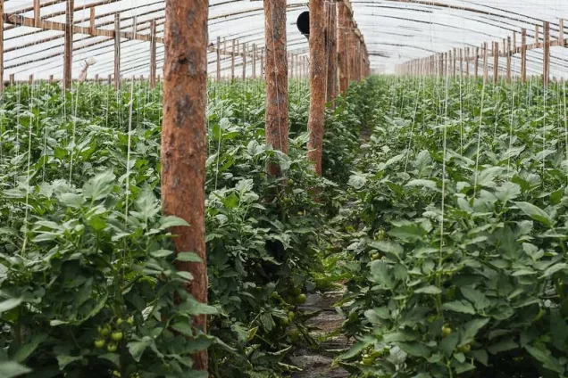 День работников сельского хозяйства и перерабатывающей промышленности