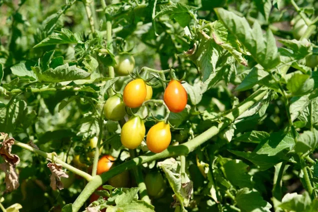 Спикер астраханского парламента  обсудил меры поддержки аграрного сектора в ходе рабочей поездки