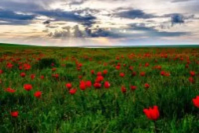 18 апреля 2020 года – День степи!