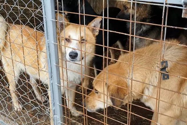 Законодатели Юга России обсудили вопросы совершенствования организации работы с бездомными животными