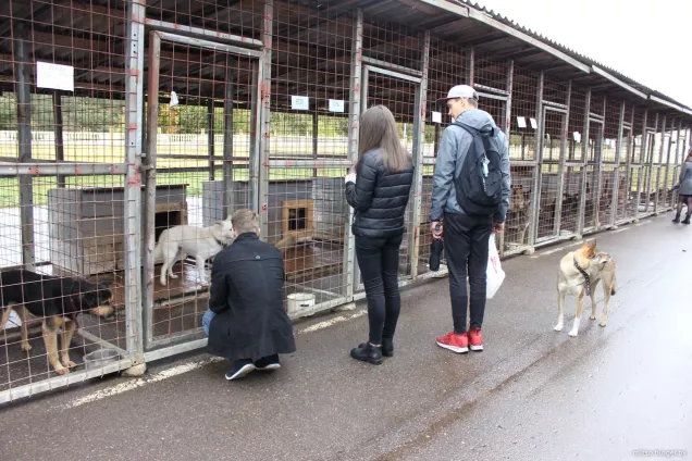 ГД рассмотрит законопроект о строительстве приютов для животных с привлечением частных инвесторов