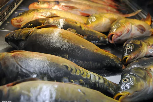 В Краснодарском крае разработают дорожную карту по развитию рыбоводства